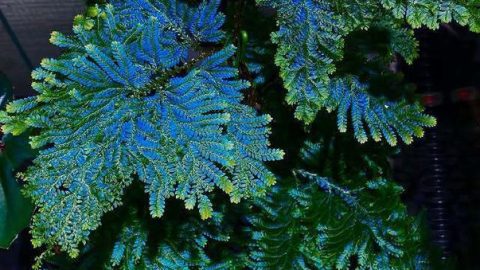 Селагинелла: зелёное чудо для вашего дома