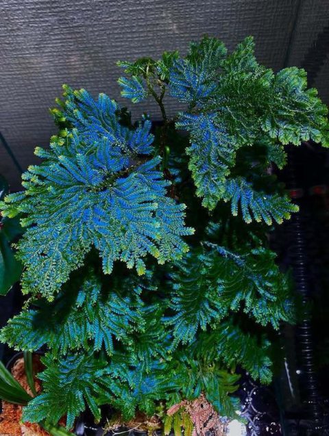 Селагинелла: зелёное чудо для вашего дома