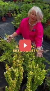 Уход за барбарисом: как сохранить красоту без больших затрат