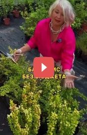 Уход за барбарисом: как сохранить красоту без больших затрат