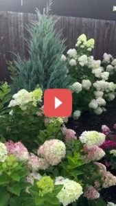 Украшение сада с помощью гортензий