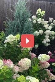 Украшение сада с помощью гортензий