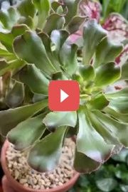 Воздушные корни: секреты и уход за вашими растениями