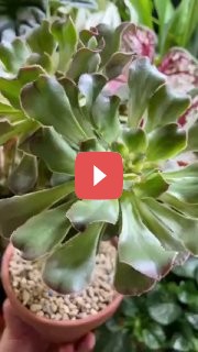 Воздушные корни: секреты и уход за вашими растениями