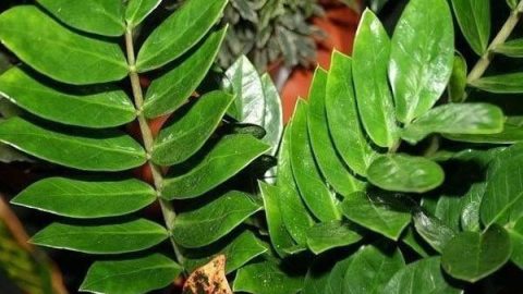 Замиокулькас: ухаживаем за "долларовым деревом"