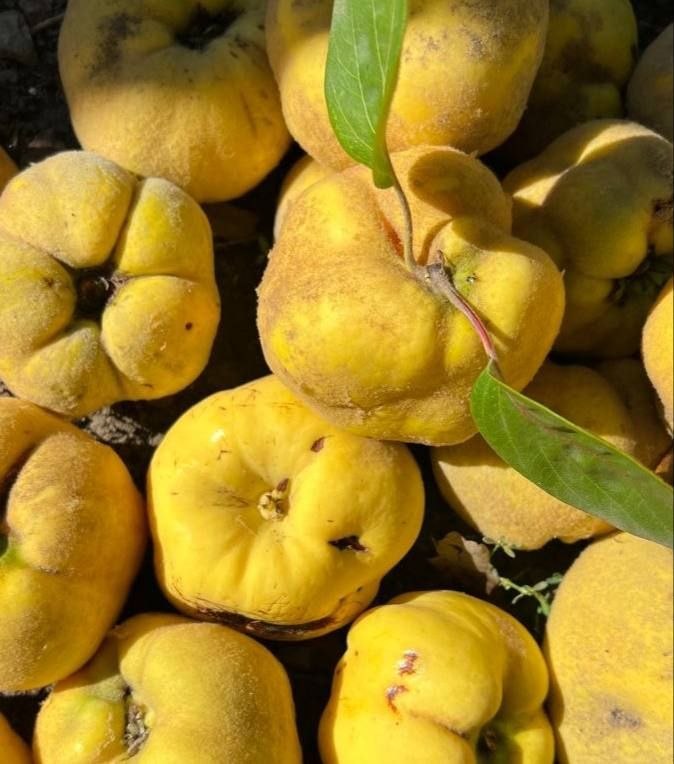 Здоровье: Айва — защита слизистых и поддержка пищеварения