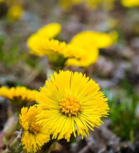 Здоровье: Мать-и-мачеха для лёгкого дыхания