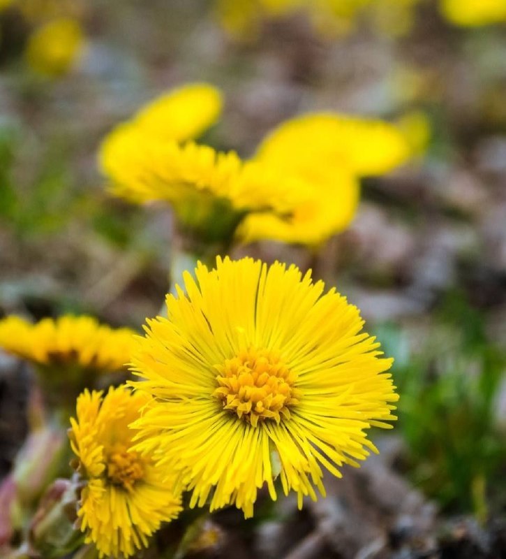 Здоровье: Мать-и-мачеха для лёгкого дыхания