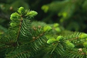 Здоровье: Молодые побеги ели для восстановления после слабости