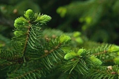 Здоровье: Молодые побеги ели для восстановления после слабости