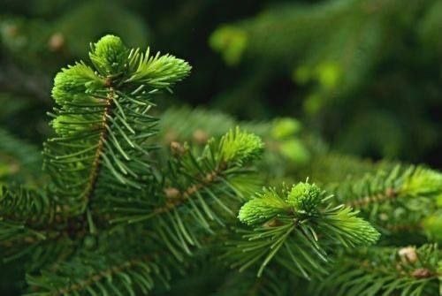 Здоровье: Молодые побеги ели для восстановления после слабости