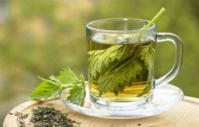 Здоровье: Настой крапивы при повышенной утомляемости