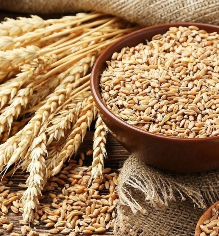 Здоровье: Отвар овсяной соломы при нервном истощении