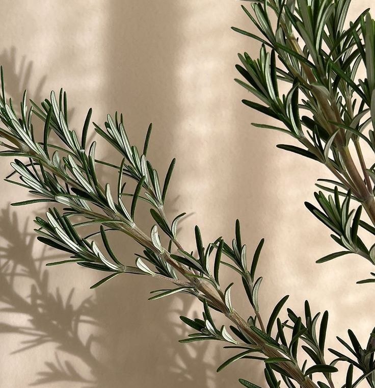 Здоровье: Розмарин для бодрости и тонуса