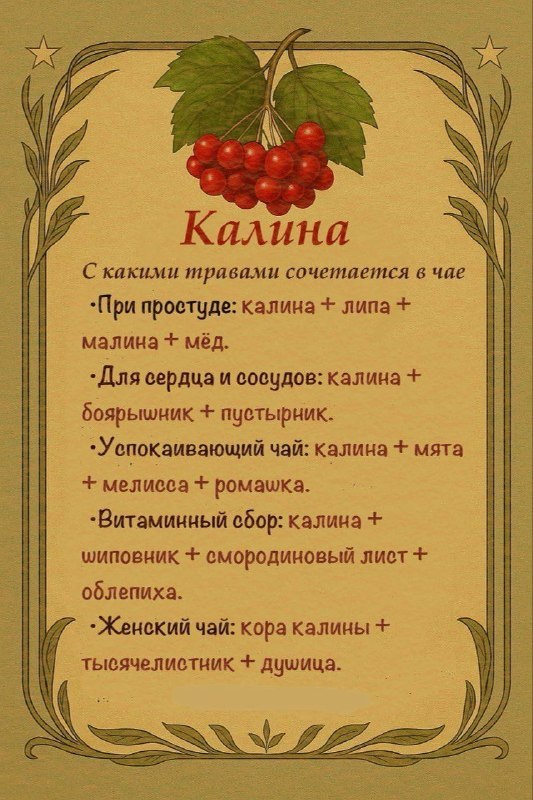 Здоровье: С какими травами сочетается калина в чае?