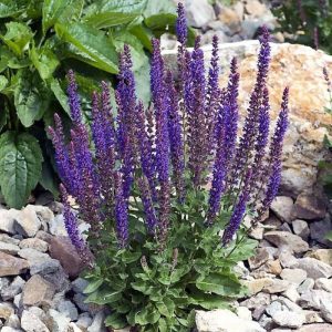 Здоровье: Шалфей для ясности ума