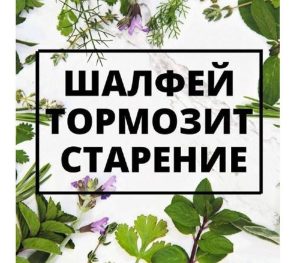 Здоровье: Шалфей тормозит старение!