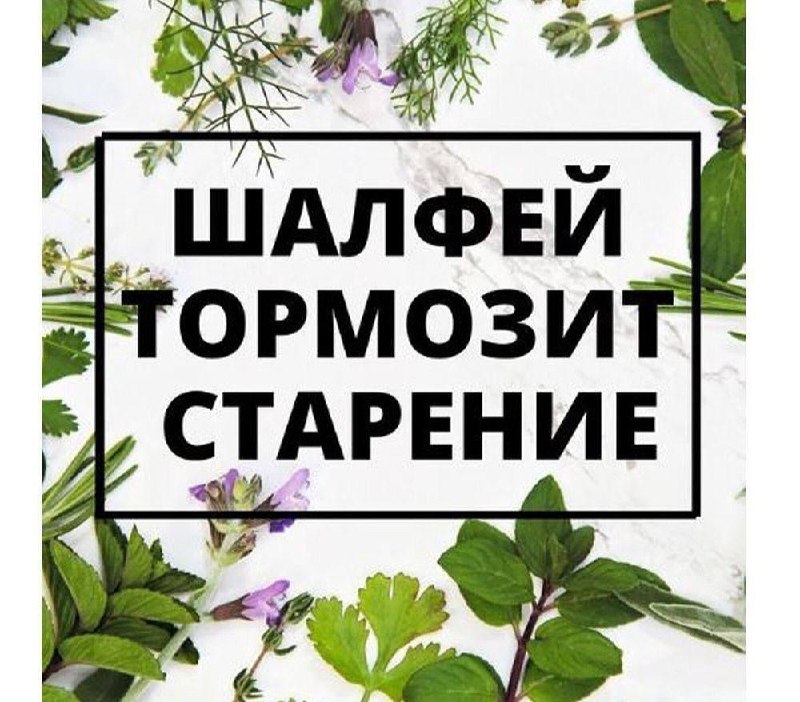 Здоровье: Шалфей тормозит старение!