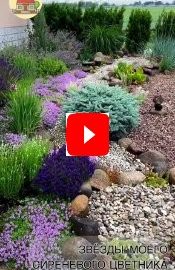 Звёзды сиреневого цветника