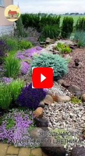 Звёзды сиреневого цветника